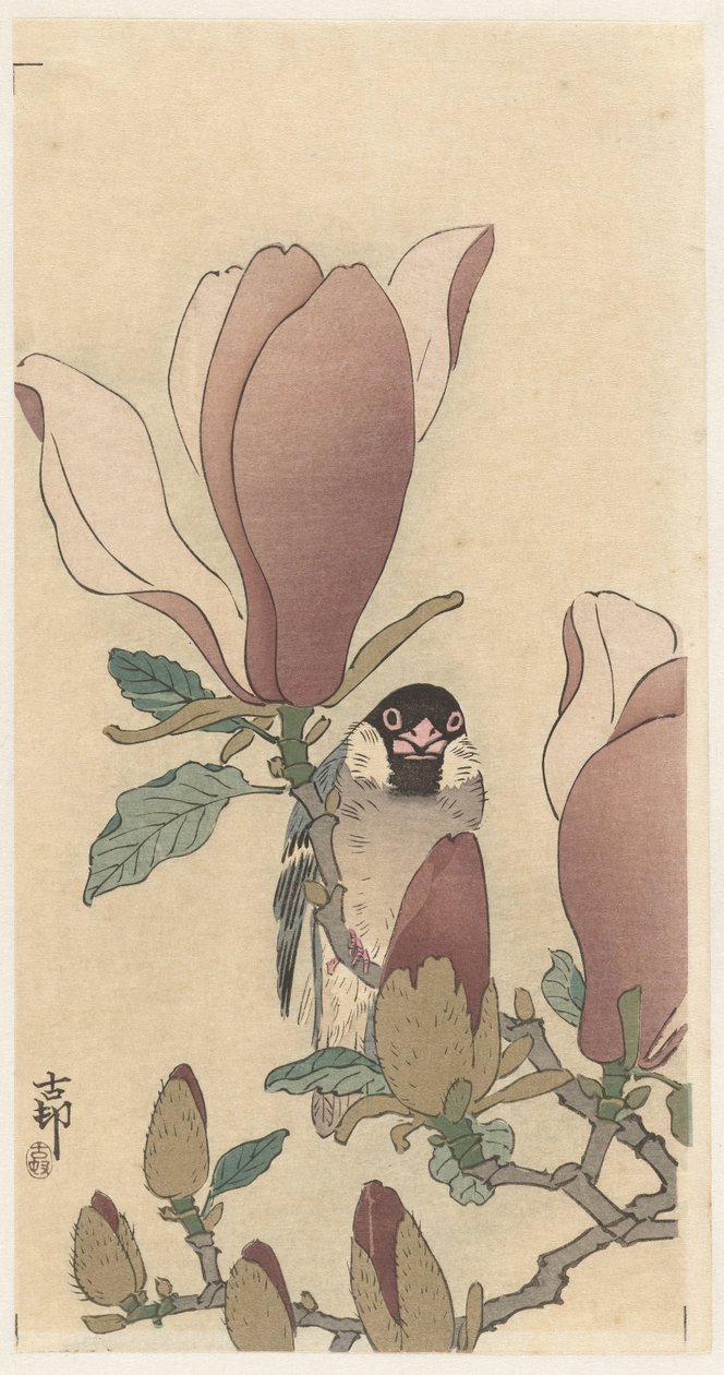 Çiçek açan manolya dalında serçe by Ohara Koson
