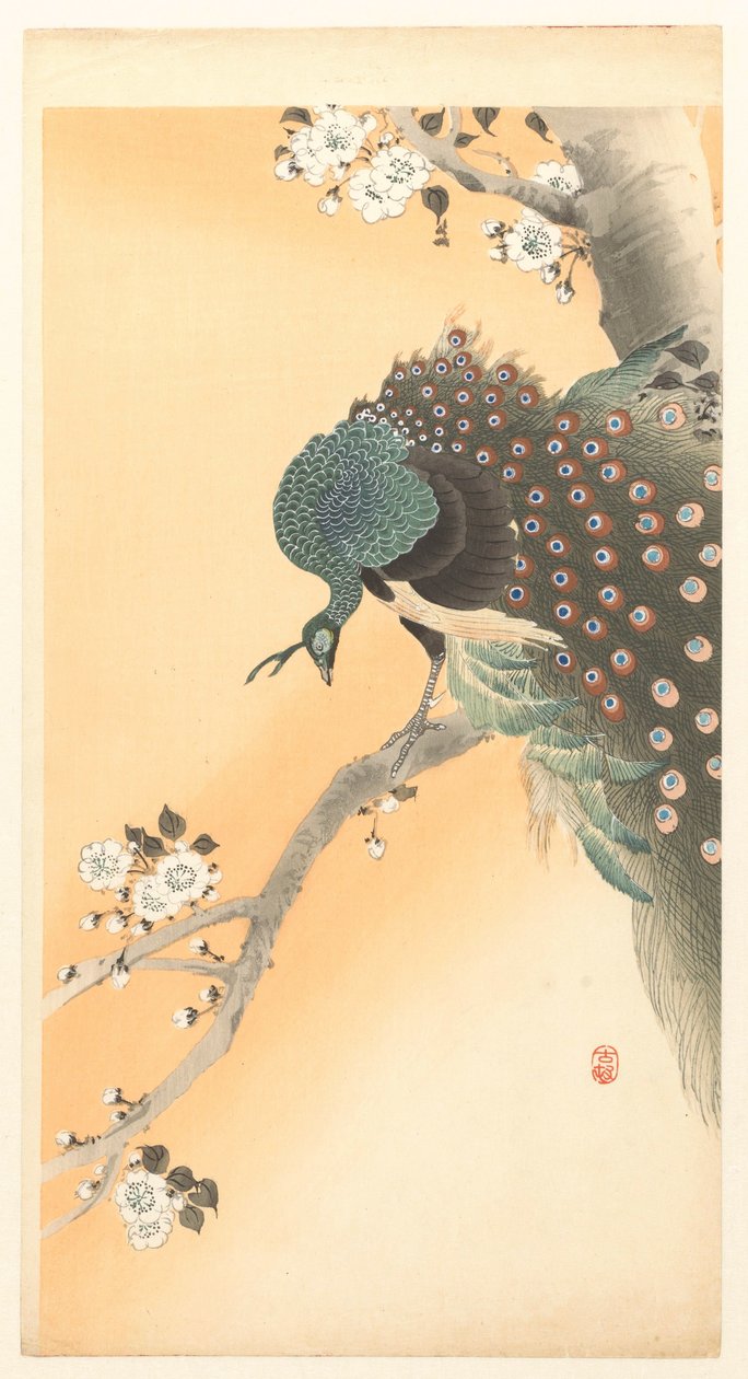 Kiraz ağacında tavus kuşu by Ohara Koson