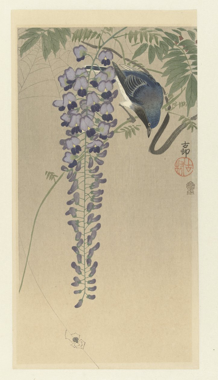 Wisteria