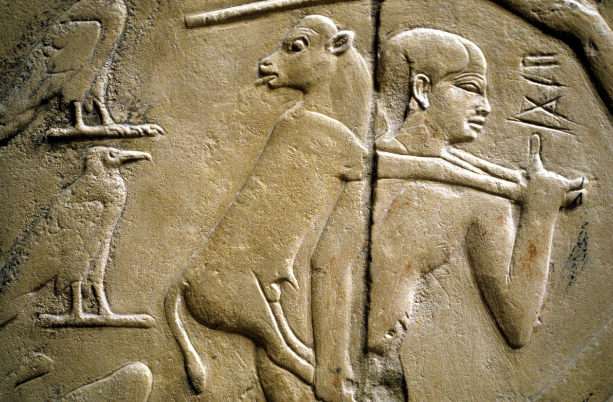 Kurbanlık bir hayvanı taşıyan bir adamı betimleyen bir rölyef detayı by Old Kingdom Egyptian