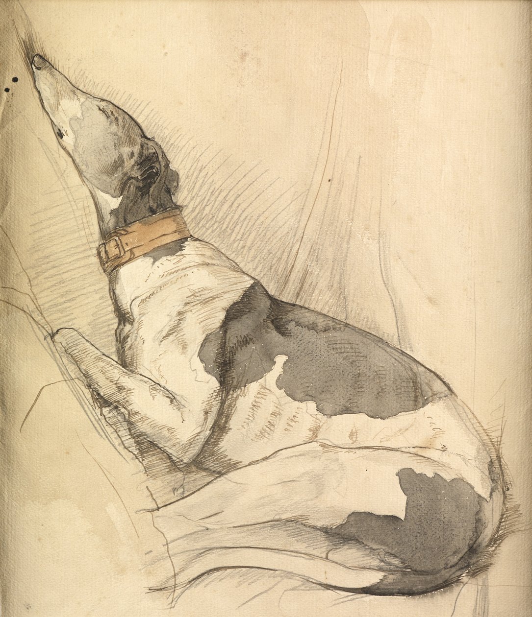 Sleeping Greyhound (kalem, tükenmez kalem, mürekkep ve kağıt üzerinde yıkama) by Olive Branson