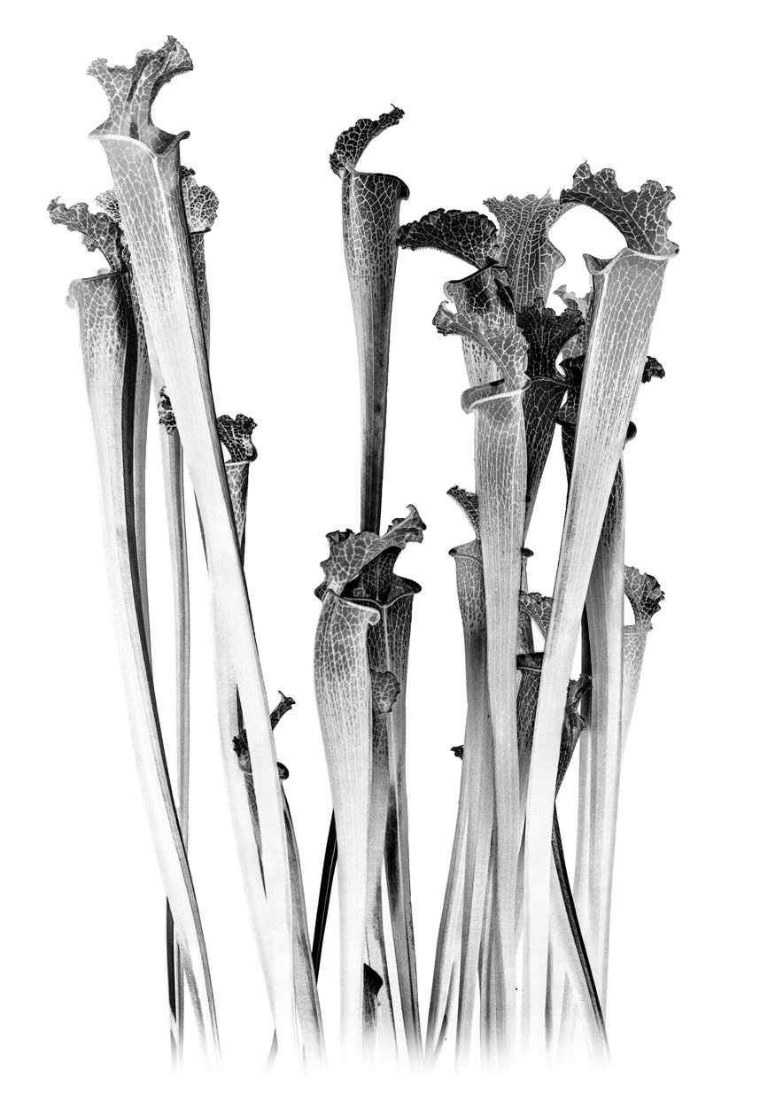 Carnivorous, 2020 (dijital karışık medya) by Olivia Gozzano