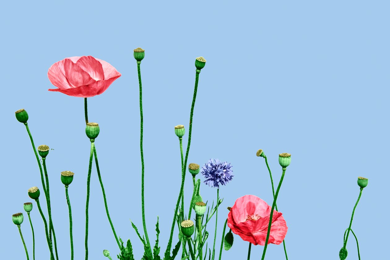 Papaveri rosa, 2019 (dijital karışık medya) by Olivia Gozzano
