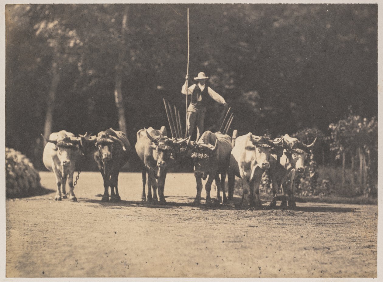 Altı Öküz Takımı, Sürücüsüyle by Olympe Aguado