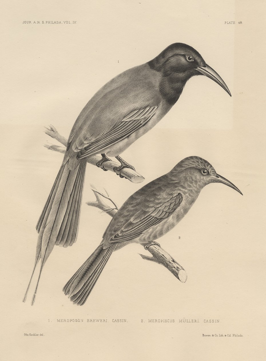 1. Meropogan Breweri ve 2. Meropiscus Mulleri, litho by J.T. Bowen, 1850 lito by Otto Koehler
