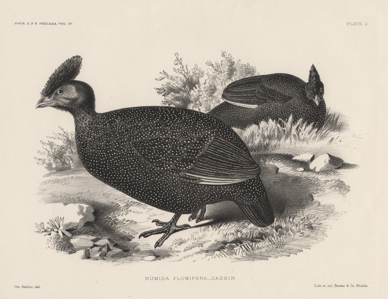 Numida Plumifera, litho, Bowen und Co., 1850 by Otto Koehler