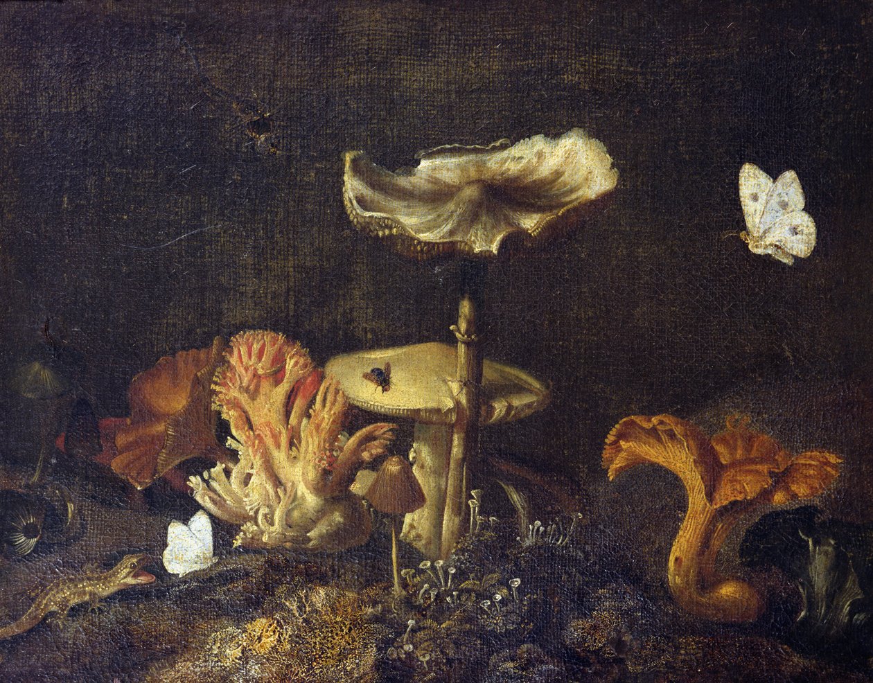 Mantar ve Kelebekler ile Natürmort by Otto Marseus  van Schrieck