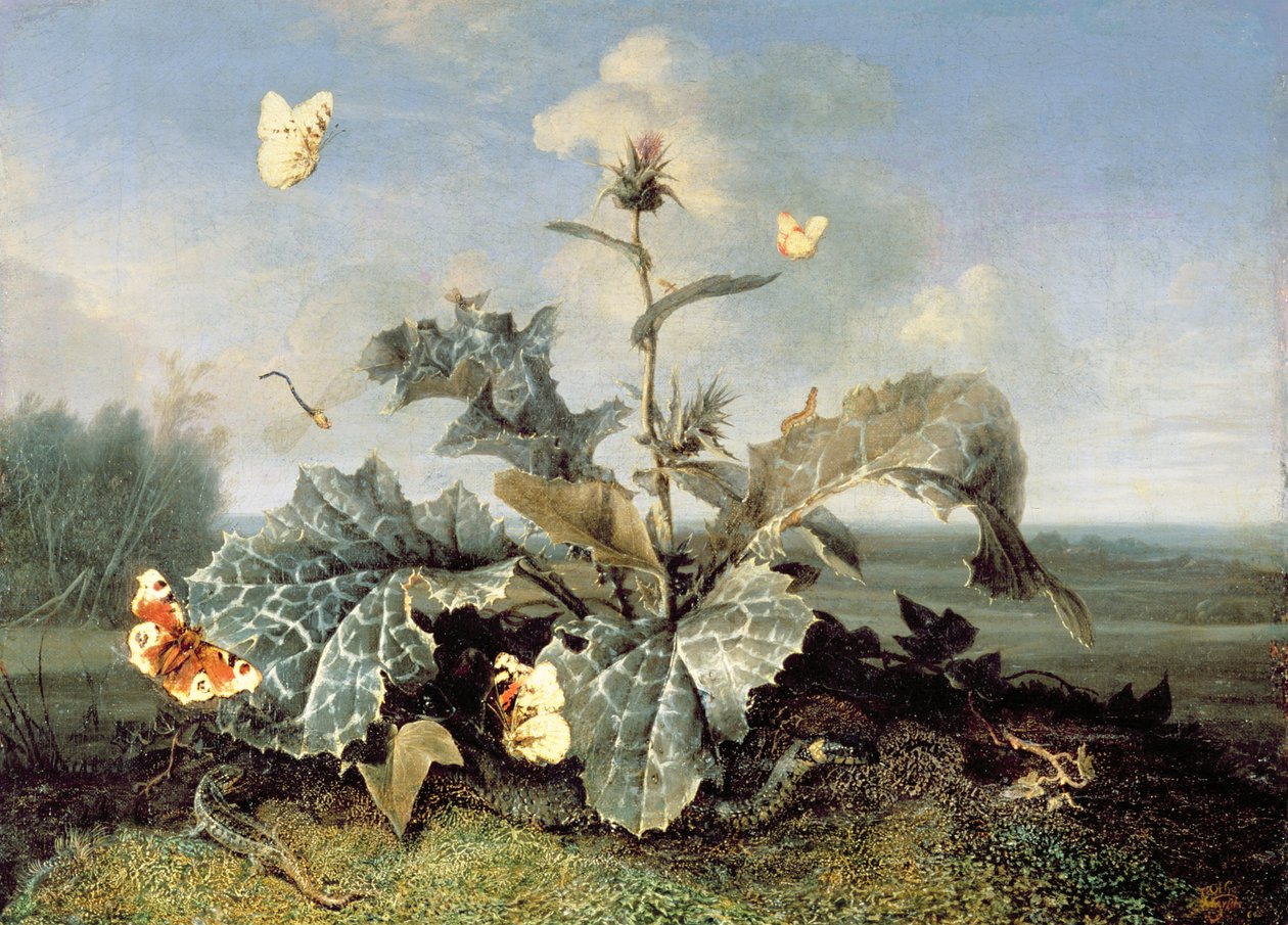 Dulavratotu Çalı by Otto Marseus  van Schrieck