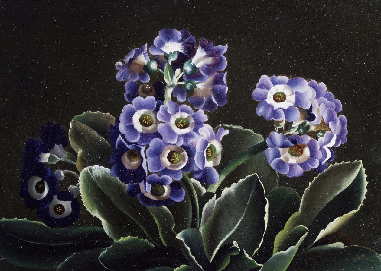 Çuha çiçeği natürmortu by Otto Didrik Ottesen