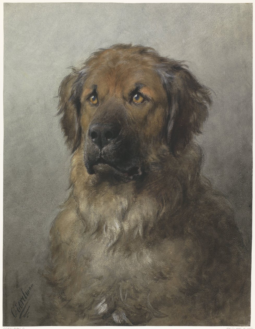 Leonberger Başkanı Önden Leonberger Başkanı by Otto Eerelman
