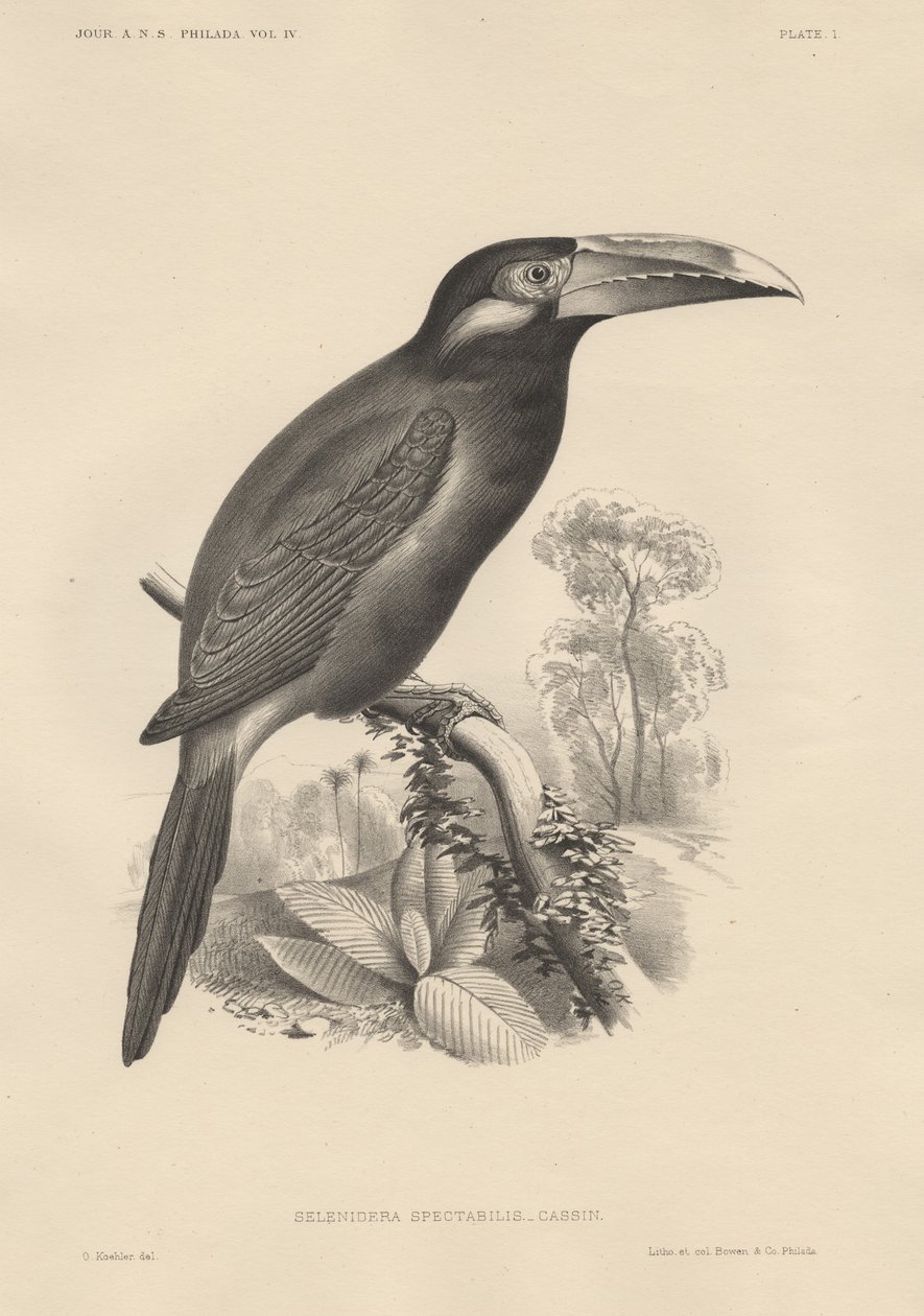 Selenidera Spectabilis, lito, Bowen und Co., 1850 by Otto Koehler
