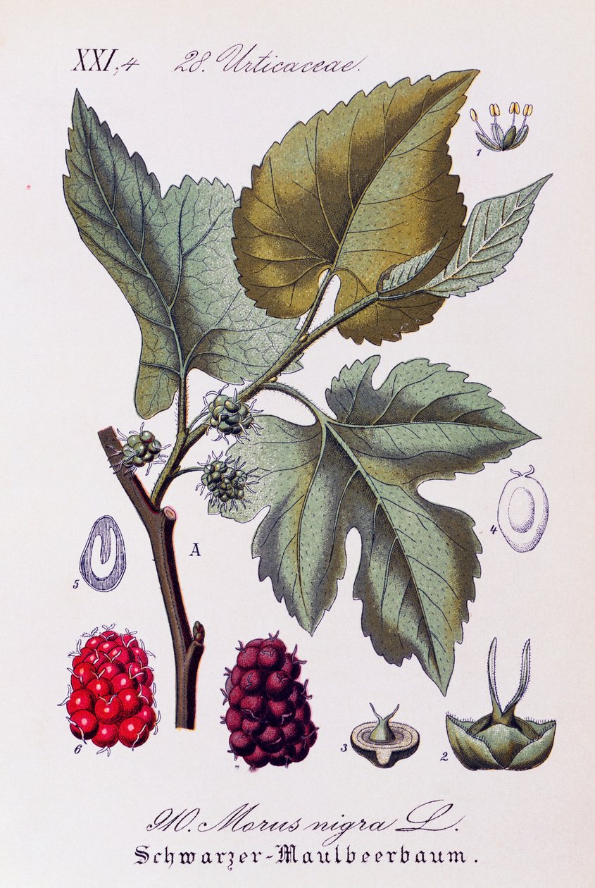Karadutun (Morus nigra) yaprakları ve meyveleri, Flora von Deutschland, Österreich und der Schweiz'den (Almanya, Avusturya ve İsviçre Florası) Otto Wilhelm Thome'ye (1840-1925) ait sanat eseri by Otto Wilhelm Thome