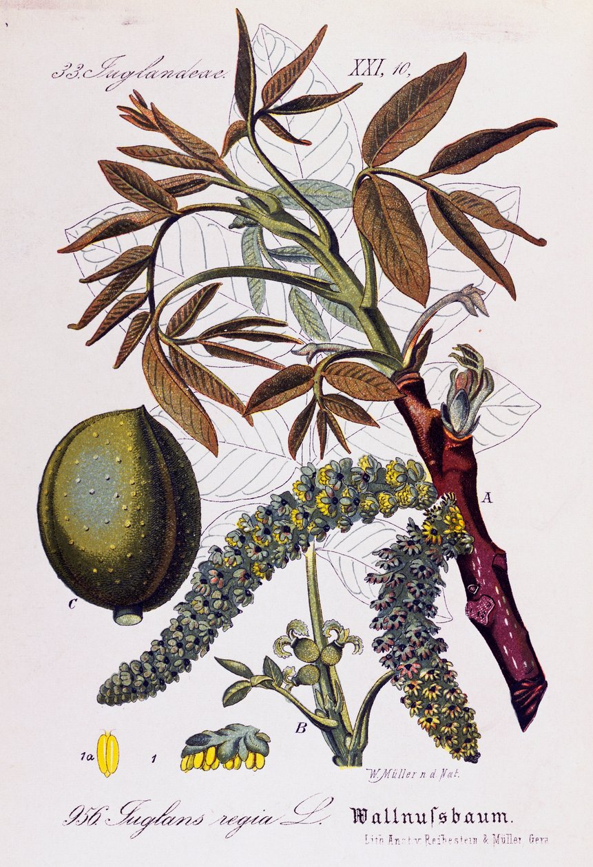 Farsça ceviz veya İngiliz cevizinden (Juglans regia) yapraklar, meyveler ve çiçekler, Flora von Deutschland, Osterreich und der Schweiz'den (Almanya, Avusturya ve İsviçre Florası) Otto Wilhelm Thome'ye (1840-1925) ait sanat eseri by Otto Wilhelm Thome