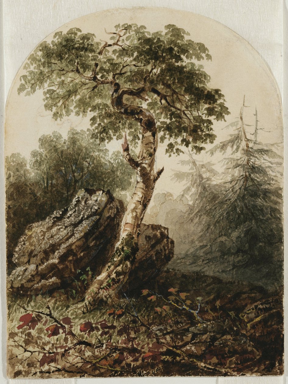 Huş Ağacı ile Peyzaj, 1859 (klozet kalem izleri ve belki de krem dokuma kağıt üzerine guaj dokunuşları) by Owen G. Hanks