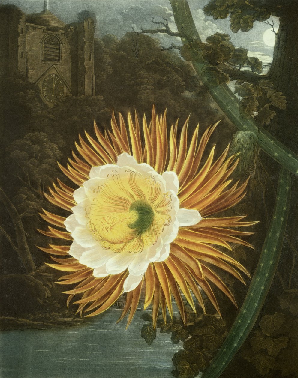 Robert Thornton tarafından 'Flora Tapınağı'ndan Dunkarton tarafından oyulmuş Gece Üfleyen Cereus veya Gece Çiçek Açan Kaktüs, pub. 1800 by P. and Pether, A. Reinagle