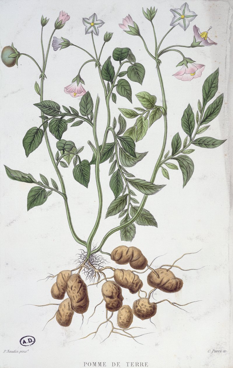 Patates Çiçekleri (renkli gravür) by P Naudin