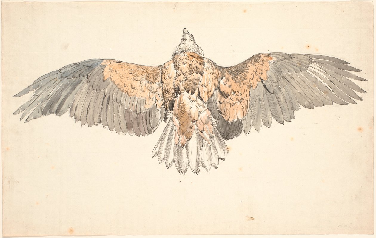 Uzanmış kanatları olan ölü bir akbaba by P.C. Skovgaard