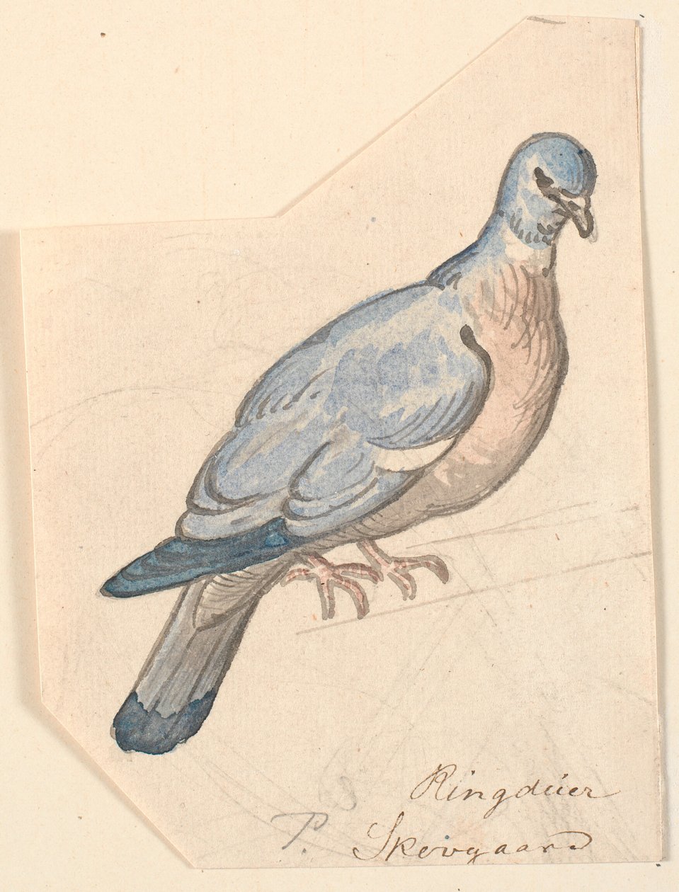 Bir yüzük güvercini. by P.C. Skovgaard