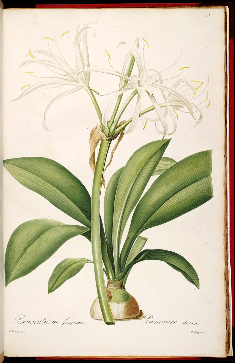 hymenocallis kokuları by Pierre Joseph Redouté