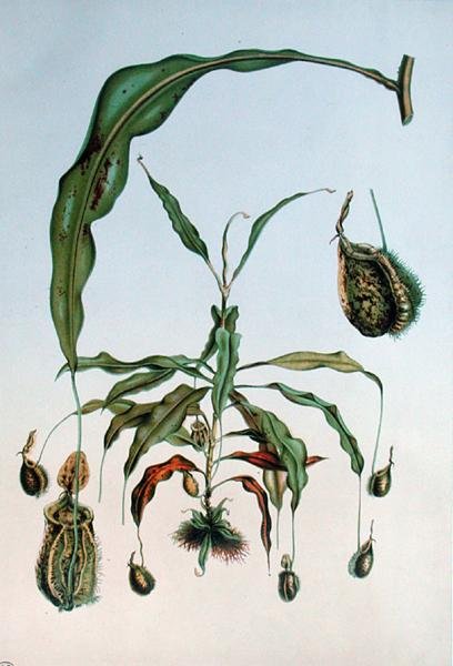 Nepenthes Hookeriana, E. Alphano tarafından 