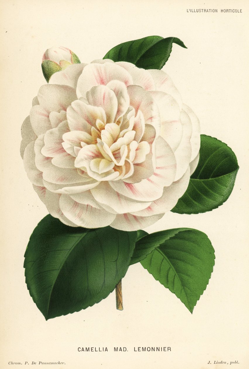 Kamelya melezi, Madame Lemonnier, Camellia japonica. Chromolithograph, P. de Pannemaeker, Jean Linden's l'Illustration Horticole, Brüksel by P. De Pannemaeker
