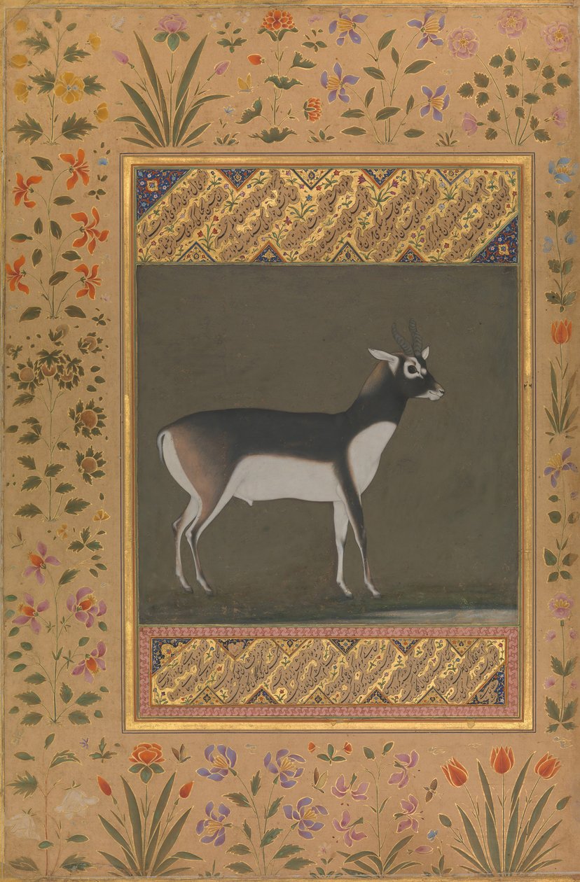 Black Buck, Shah Jahan Albümünden Folyo, recto: yakl. 1615-20, verso: ca. 1530-50. by Painting attributed to Manohar