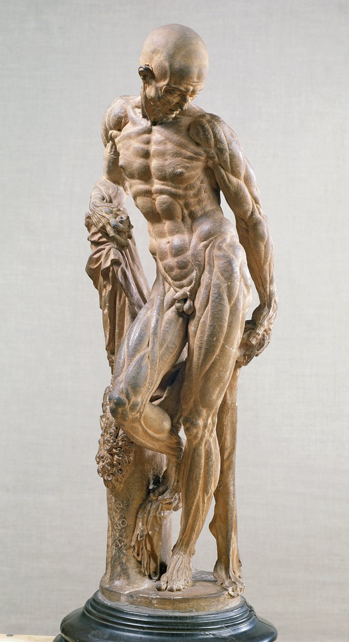 Muscle Man, 1569 (terracotta) by Paludanus