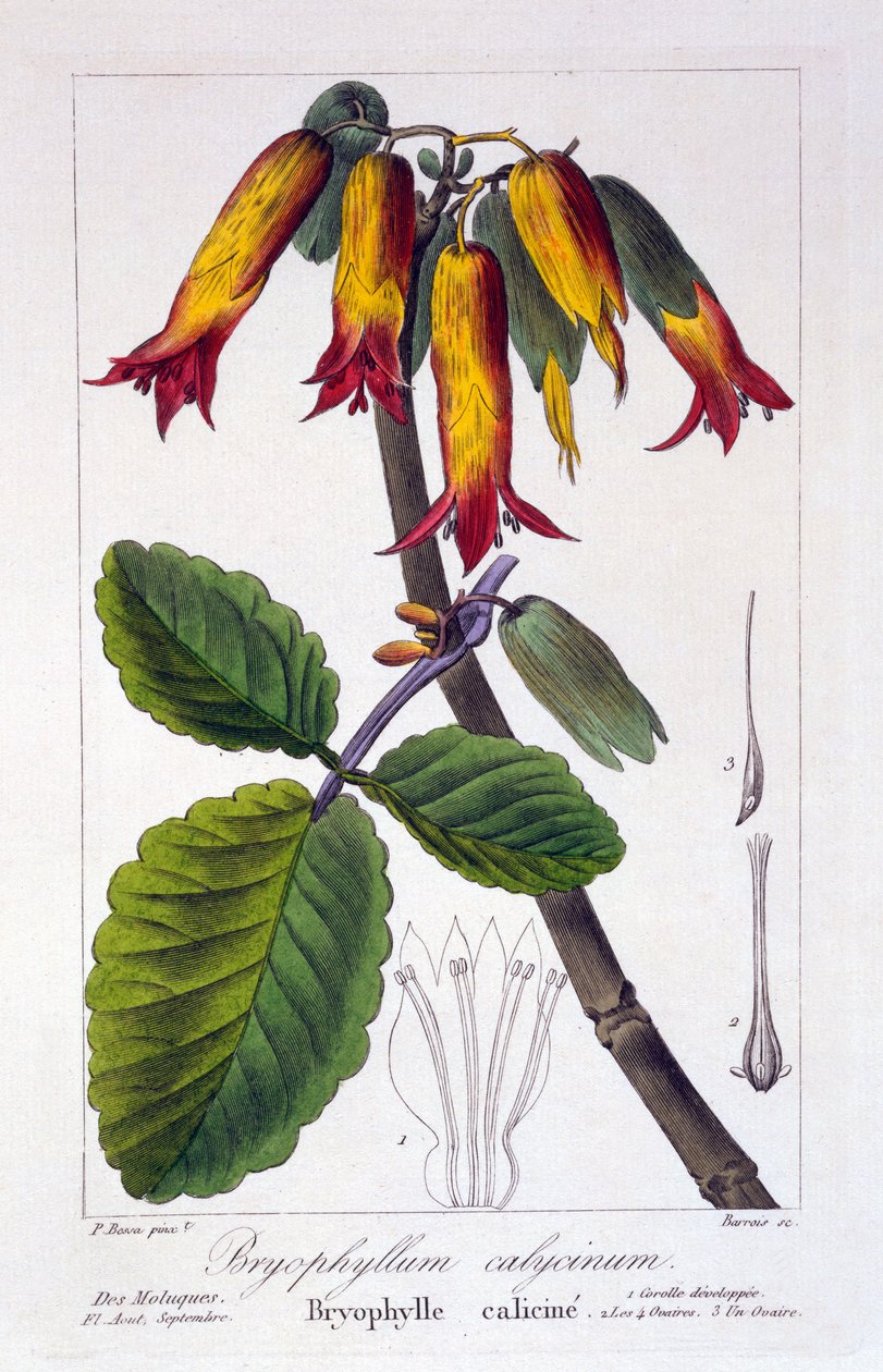 Bryophyllum calycinum, pub. 1836 by Panacre Bessa