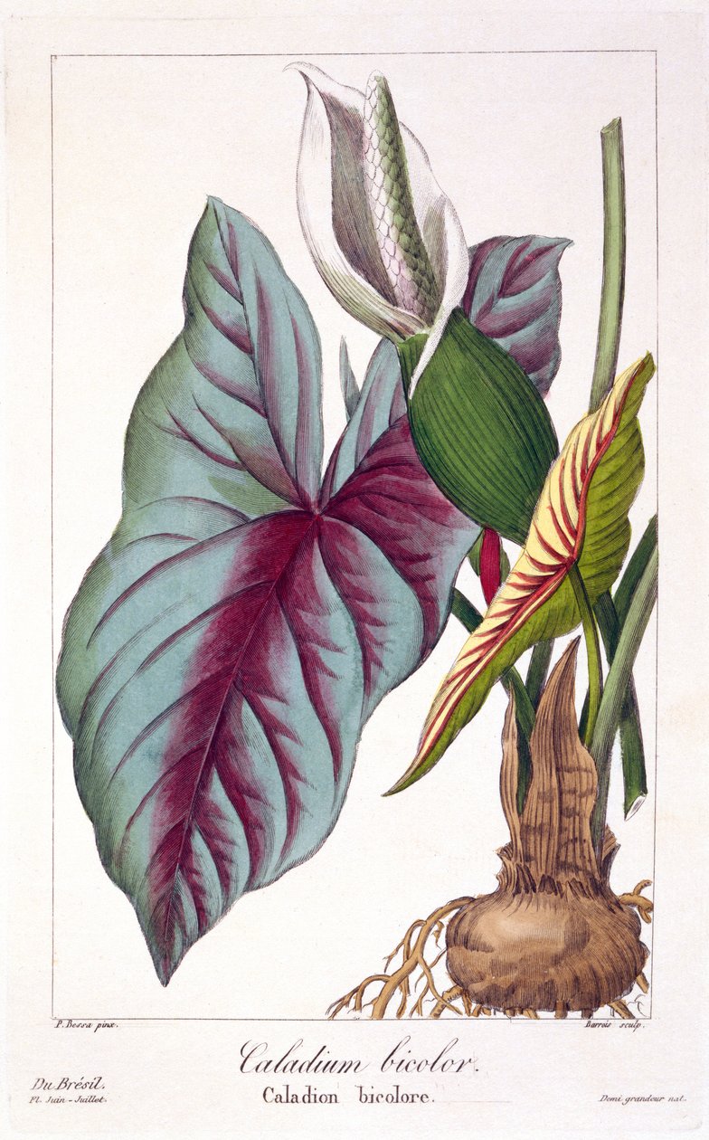 Caladium bicolor, pub. 1836. by Panacre Bessa