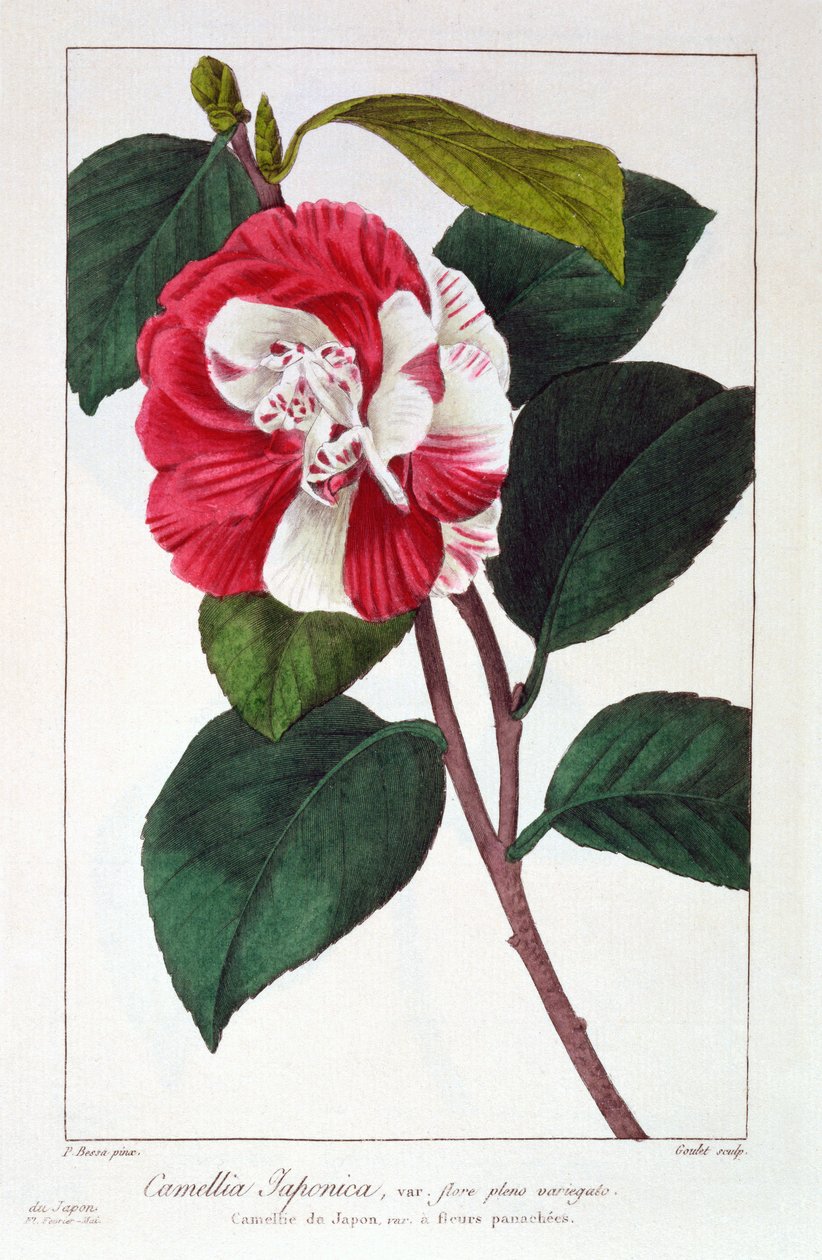 Camellia Japonica, pub. 1836. by Panacre Bessa