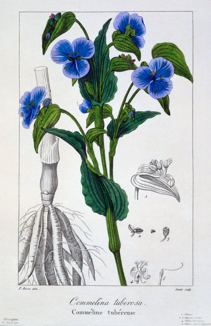 Commelina tuberosa, pub. 1836 by Panacre Bessa