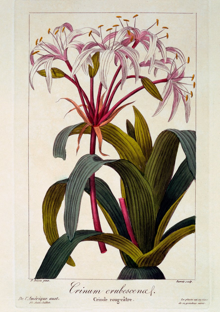 Crinum kızarması, pub. 1836 by Panacre Bessa