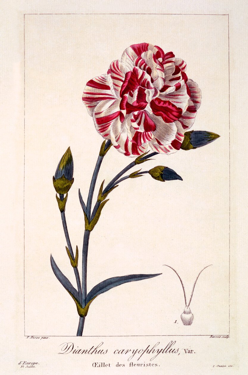 Dianthus caryophyllus, pub. 1836. by Panacre Bessa