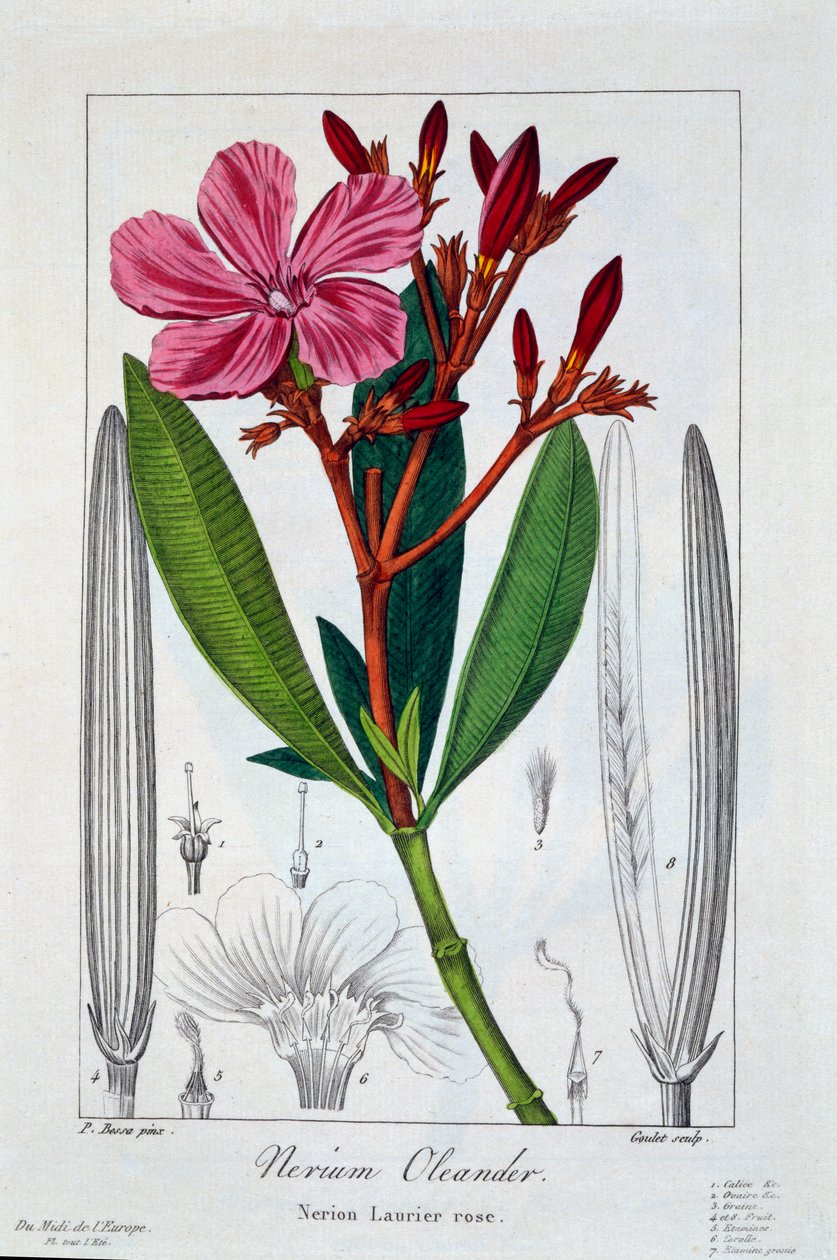 Nerium Oleander, pub. 1836 by Panacre Bessa