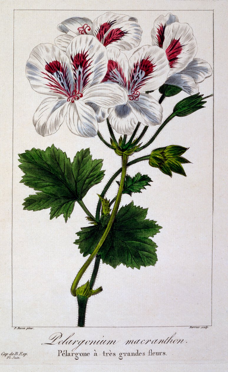 Pelargonium Macranthon, pub. 1836. by Panacre Bessa