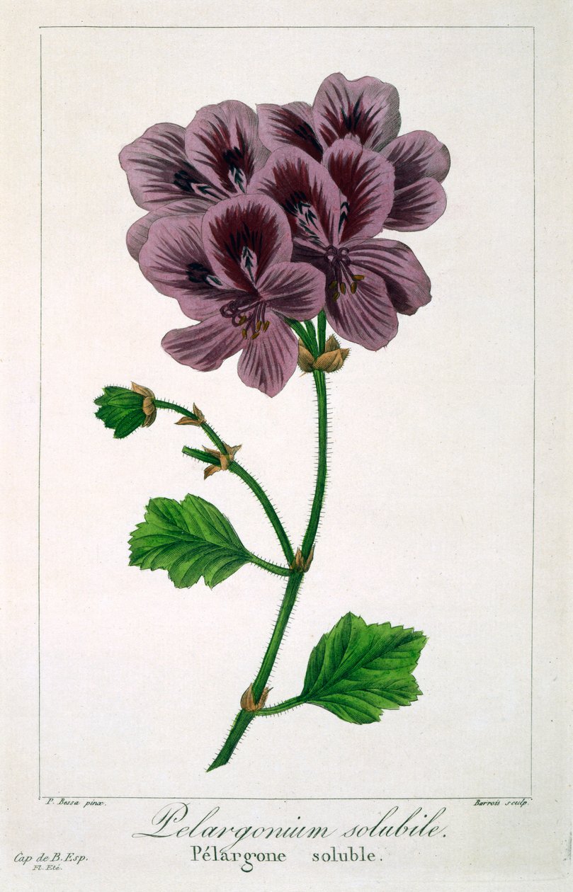 Pelargonium, pub. 1836 by Panacre Bessa