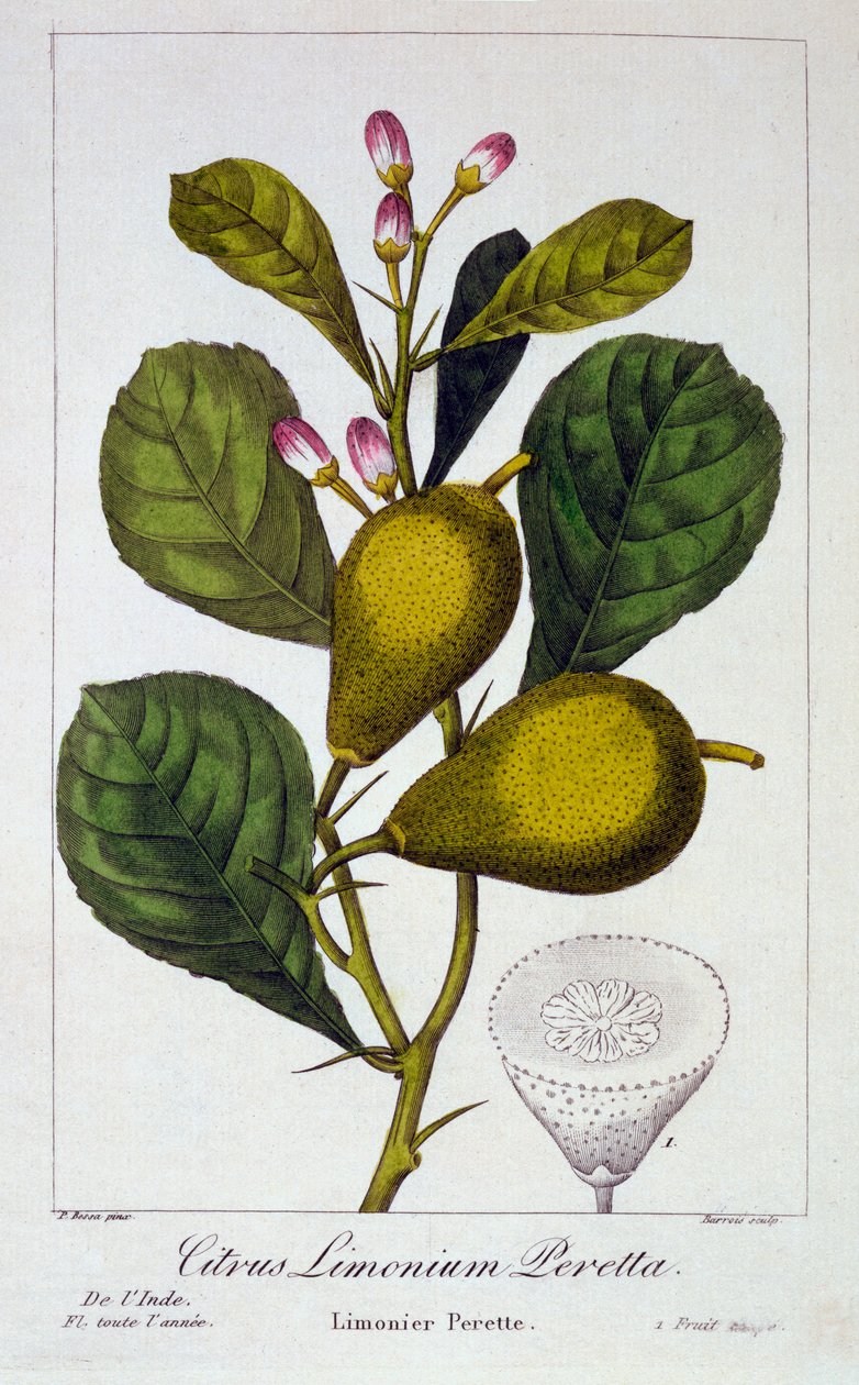 Peretta Limon, bar. 1836. by Panacre Bessa