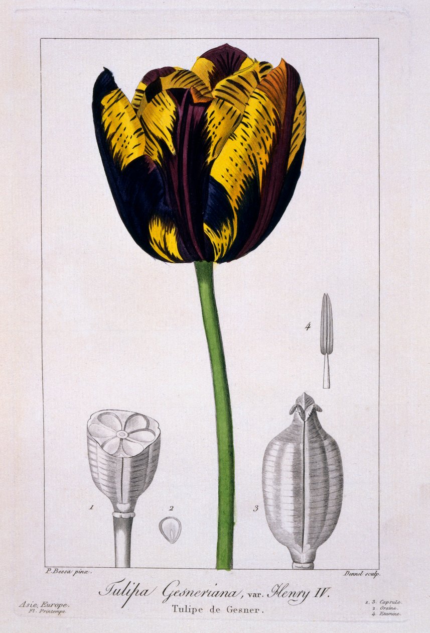 Lale: Kral Henry IV., pub. 1836. by Panacre Bessa