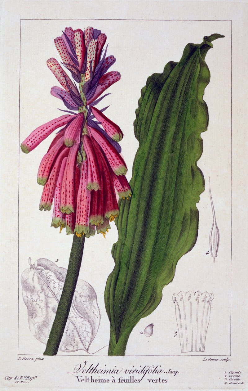 Veltheimia viridifolia, pub. 1836. by Panacre Bessa