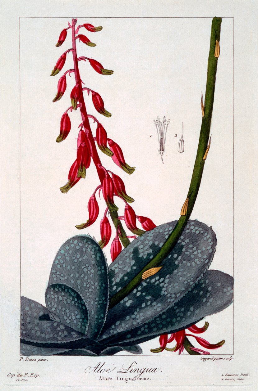 Aloe lingua, 1836 (el boyaması gravür) by Pancrace Bessa