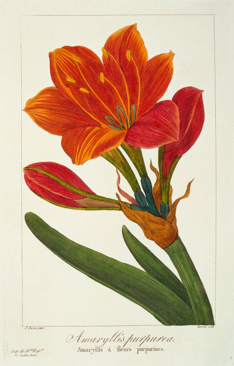 Amaryllis purpurea, 1836 (el boyaması gravür) by Pancrace Bessa