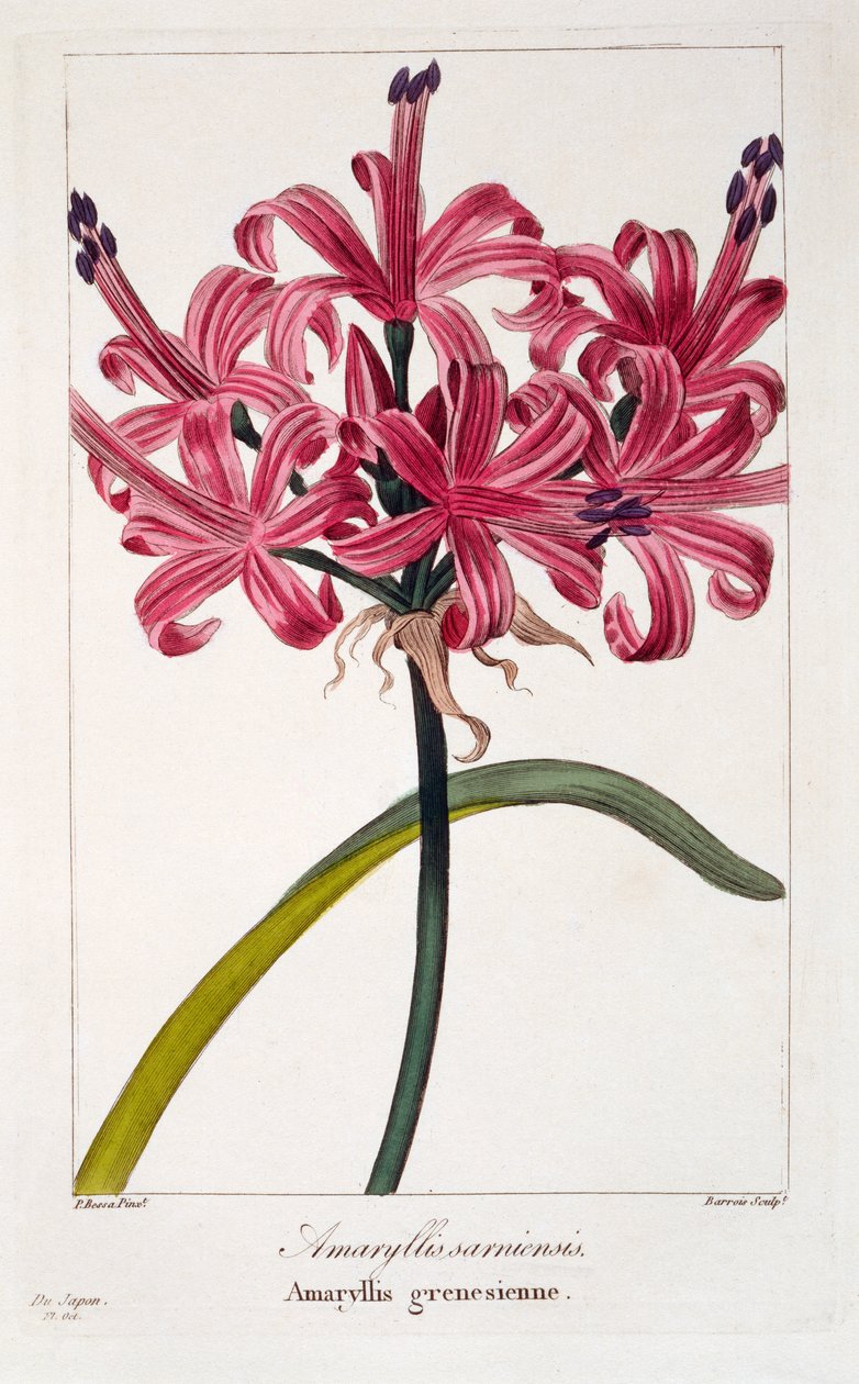 Amaryllis sarniensis, 1836 (el boyaması gravür) by Pancrace Bessa