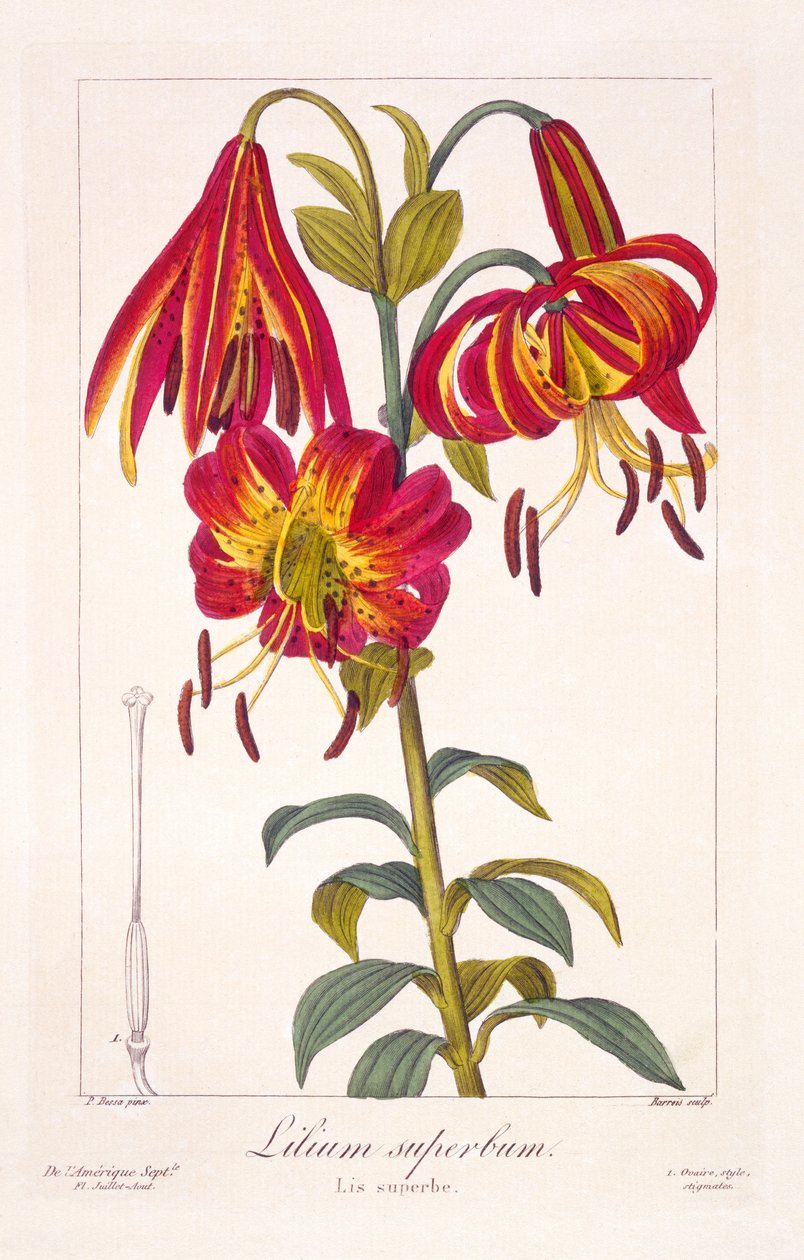 American Turkscap Lily, 1836 (el boyaması gravür) by Pancrace Bessa