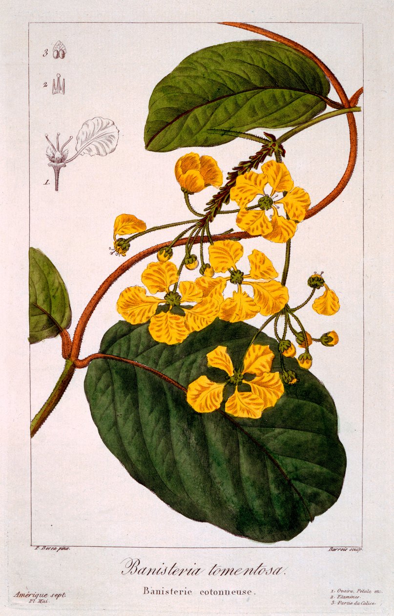 Banisteria tomentosa, 1836 (el renkli gravür) by Pancrace Bessa