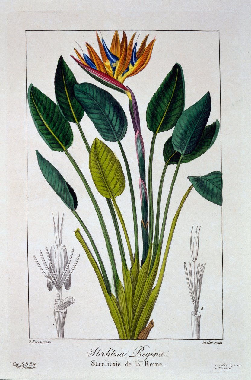 Cennet Kuşu veya Turna Çiçeği, 1836 (el boyaması gravür) by Pancrace Bessa
