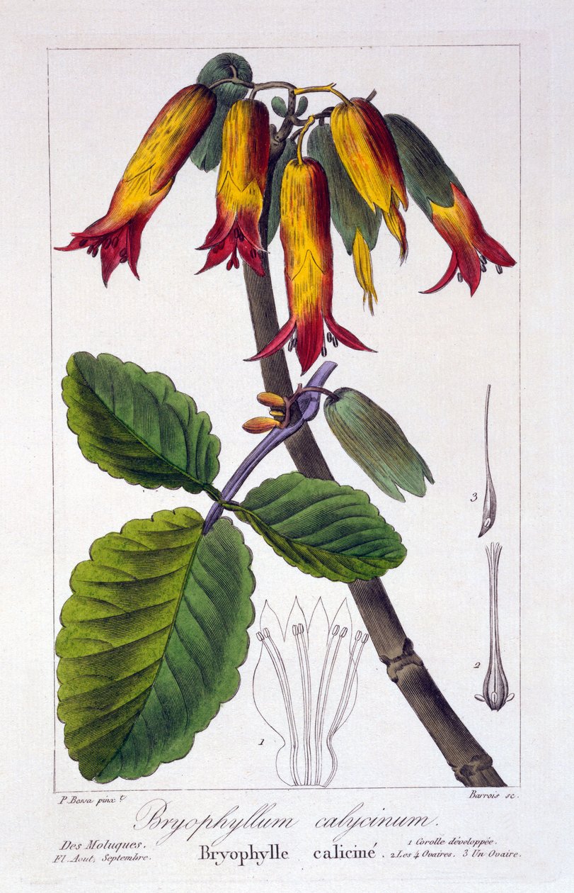 Bryophyllum calycinum veya Kalanchoe pinnata, 1836 (el renkli gravür) by Pancrace Bessa
