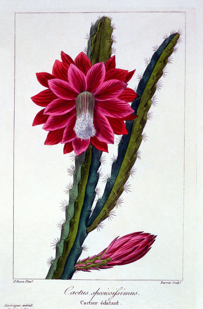 Kaktüs, 1836 (el boyaması gravür) by Pancrace Bessa