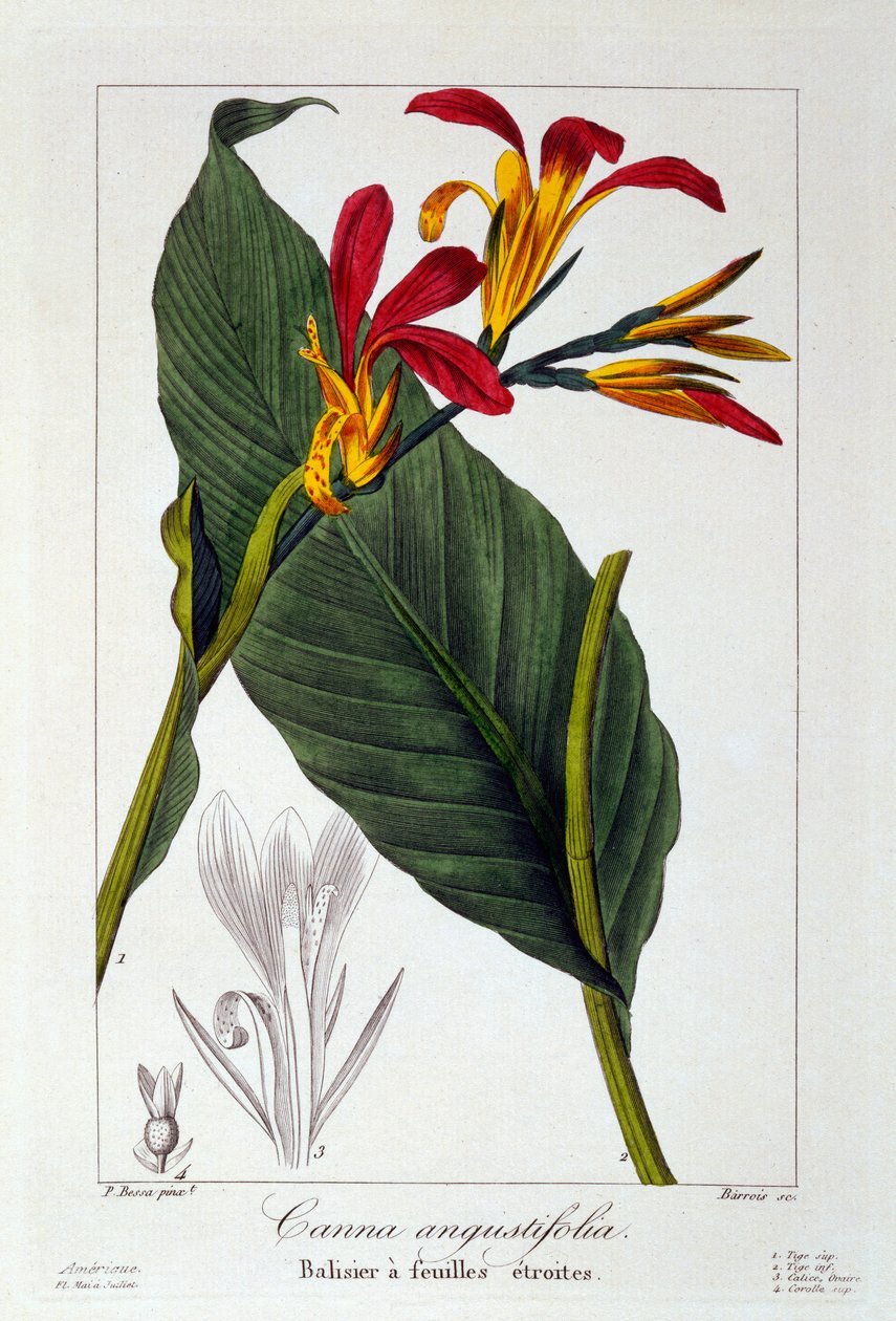 Canna veya Indian Shot Flower, 1836 (el boyaması gravür) by Pancrace Bessa