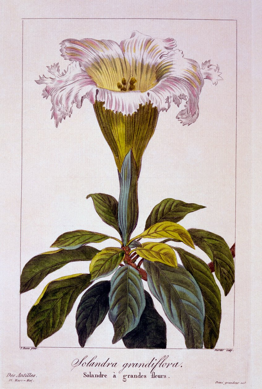 Kadeh Asma, 1836 (el boyaması gravür) by Pancrace Bessa