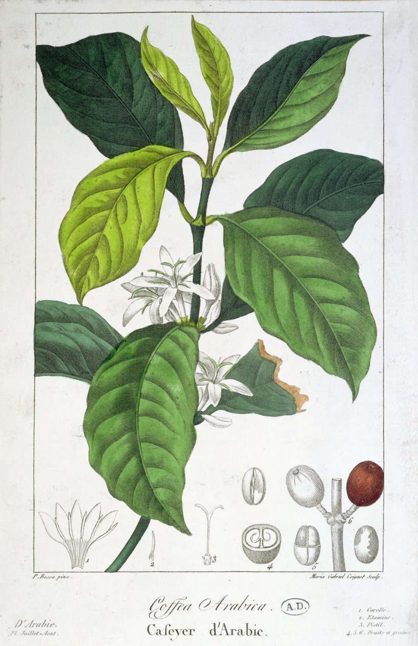 Coffea Arabica (Kahve) Maria Gabriel Cogniet tarafından oyulmuş by Pancrace Bessa